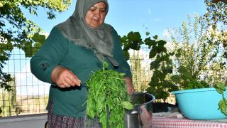 Bilecikli kadın girişimcinin bahçesindeki nanelerden yaptığı pekmez nefesleri açıyor
