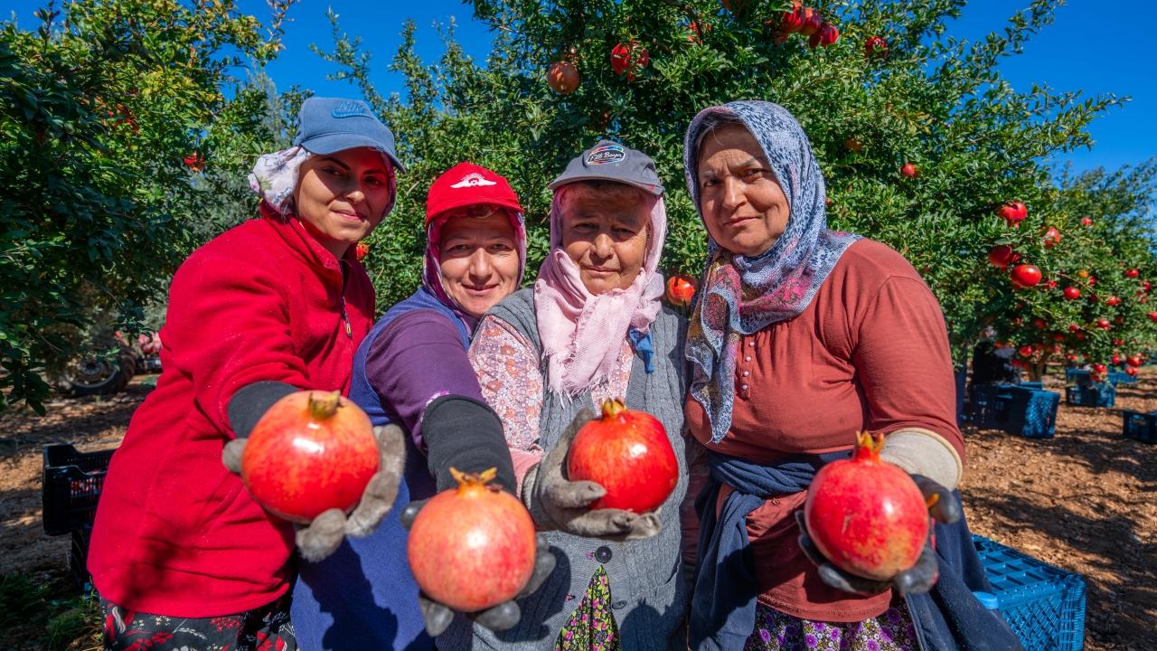 Döşemealtı'nda nar hasadı