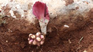 Mantar ararken literatüre yeni bir bitki kazandırdı: Karaman yılan pancarı