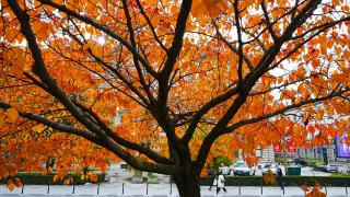 Saraybosna'da sonbahar renkleri