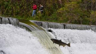 Toronto'da somonların akıntıya karşı mücadeleleri