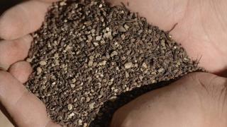 Beçin Antik Kenti'ndeki kazılarda 700 yıllık darı tohumları bulundu