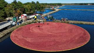 ABD’de turna yemişi hasadı başladı