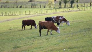 Ordu'daki Uluvahta Yaylası ziyaretçilerin gözdesi haline geldi
