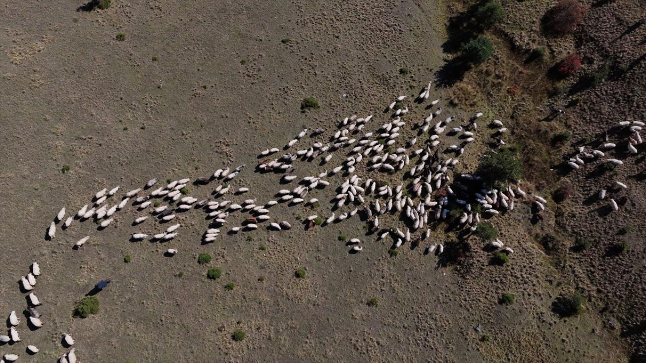 Zigana Dağı'nda besiciler sonbahar mesaisinde