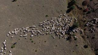 Zigana Dağı'nda besiciler sonbahar mesaisinde