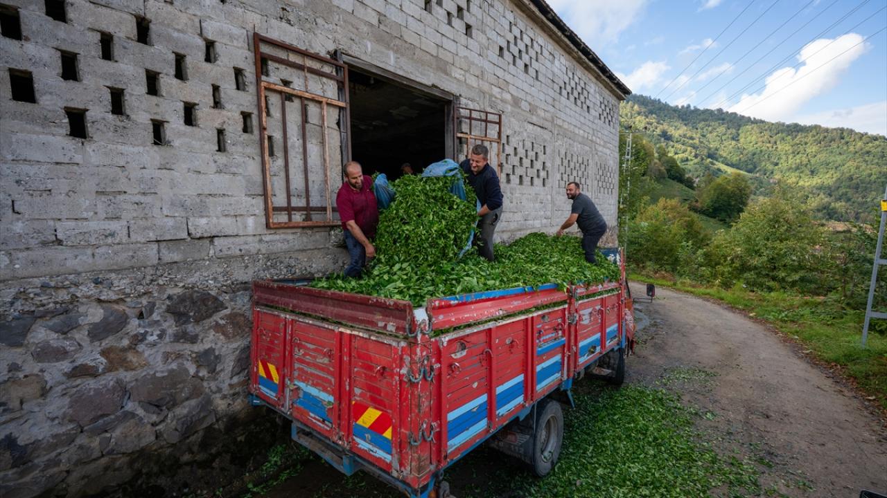 Artvinli çay üreticilerinin zorlu mesaisi sürüyor