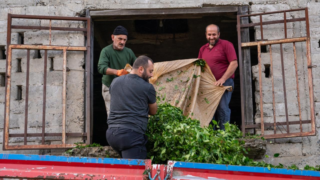 Artvinli çay üreticilerinin zorlu mesaisi sürüyor
