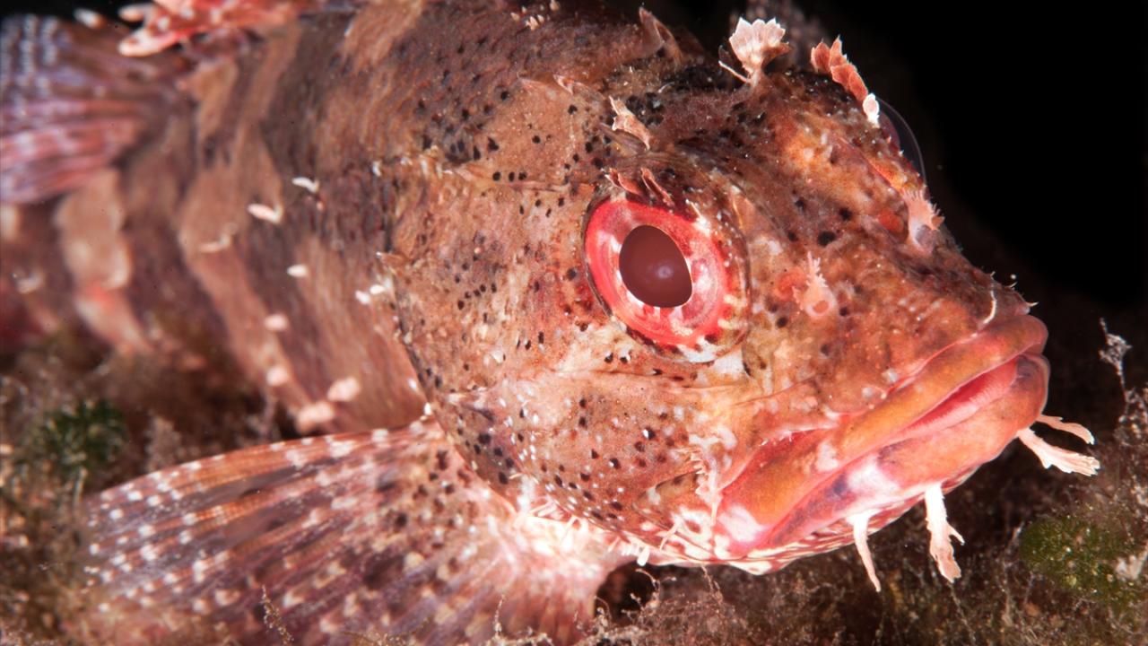 Benekli iskorpit balığı