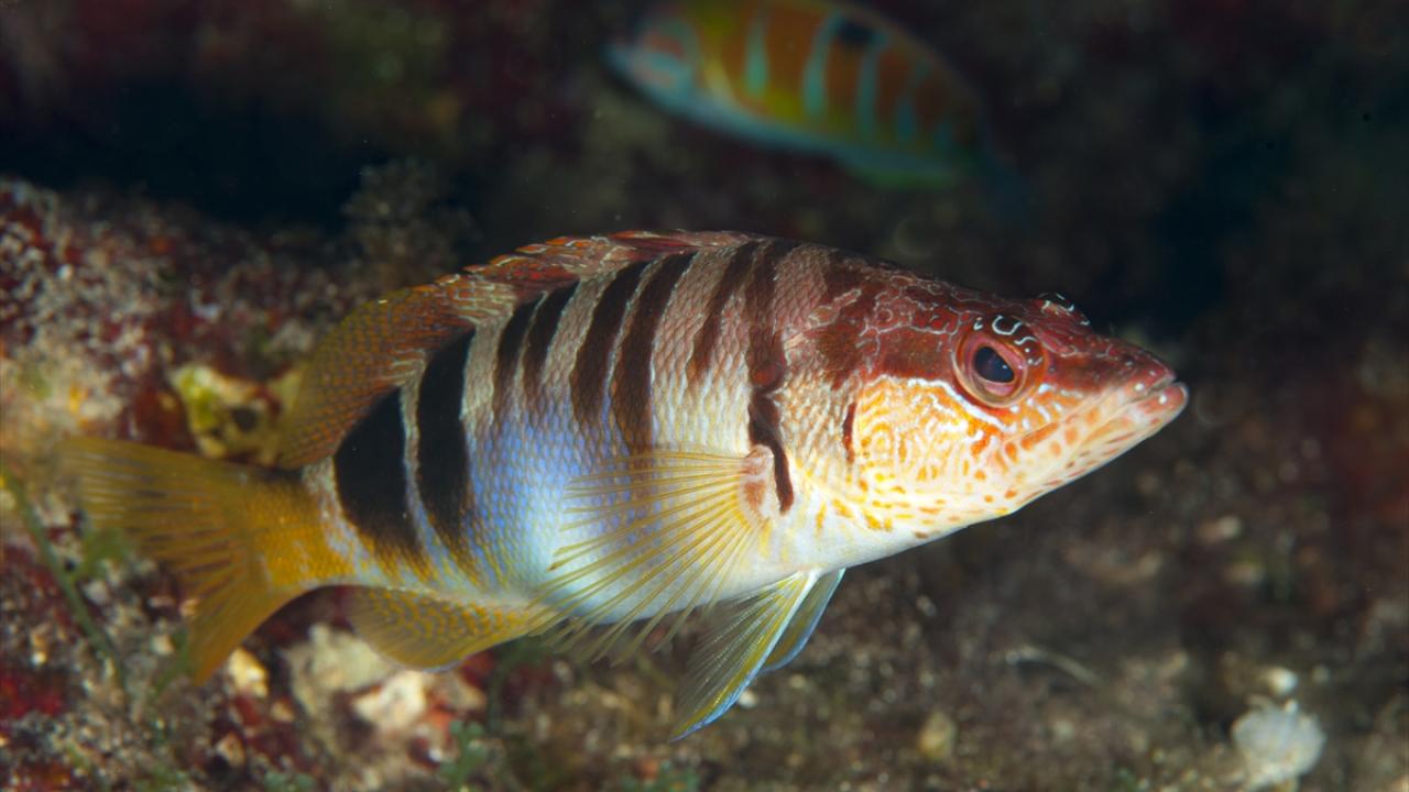 Yazılı hani balığı 