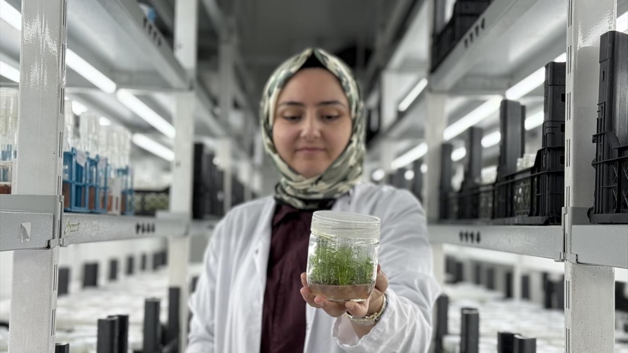 "En büyük avantajımız istediğimiz kalitedeki bitkiyi klonlamak"