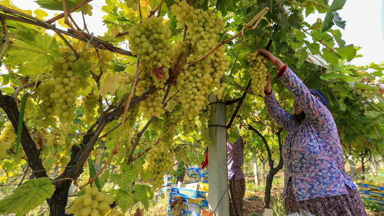 "Bağlarımıza iyi baktık ve bugünlere getirdik"