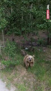 Ayılar dron görürse