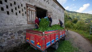 Artvinli çay üreticilerinin zorlu mesaisi sürüyor