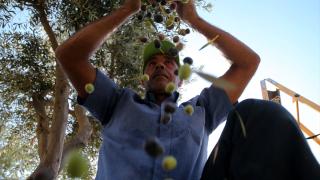 İşgal altındaki Batı Şeria'da zeytin hasadı