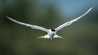 Deniz kırlangıçları göç yolculuğunda