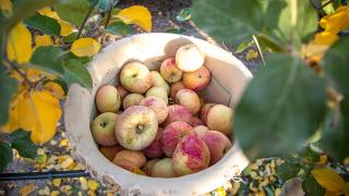 Karaman'da elma sezonu kapanıyor