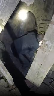 Enkaz altında kalan eşeğini komşularıyla böyle kurtardı