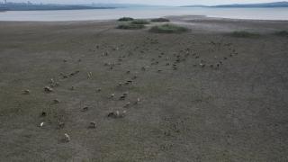 Kuruyan Büyükçekmece Gölü, koyun sürülerine kaldı