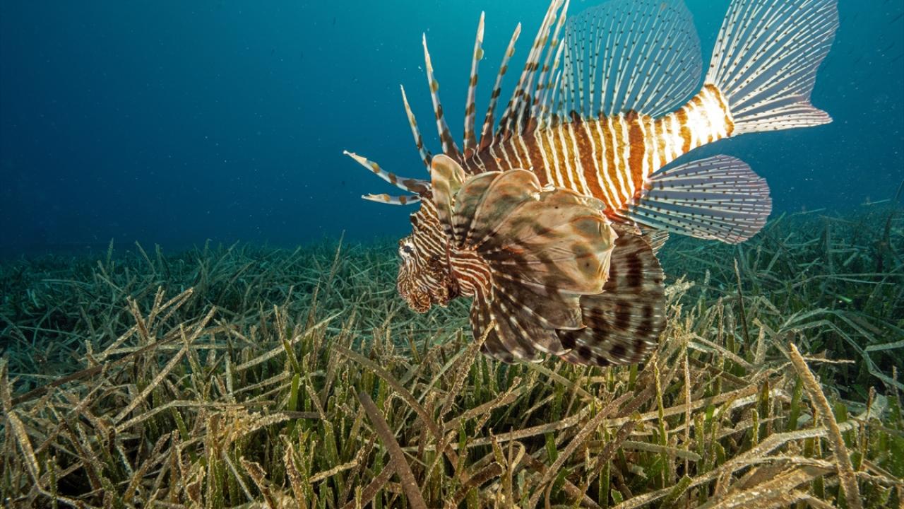Karaburun’un mavi derinlikleri dalış tutkunlarını ağırlıyor