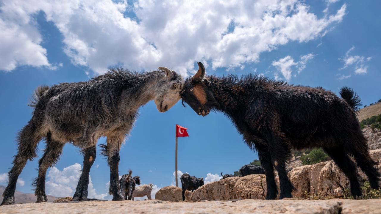 Yörüklerin hayvanlarıyla birlikte köye dönüşleri devam ediyor