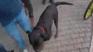 Ağızlıksız gezdirilen köpeğin saldırısına uğramıştı, korkusunu hala atlatamadı