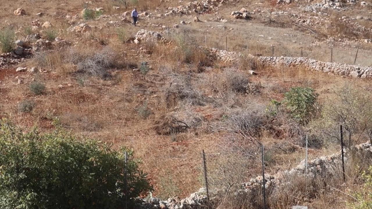 İsrail’in yerinden ettiği Lübnanlılar, 2 yıl sonra döndükleri zeytinliklerini yok edilmiş halde buldu İsrail’in yerinden ettiği Lübnanlılar, 2 yıl sonra döndükleri zeytinliklerini yok edilmiş halde buldu