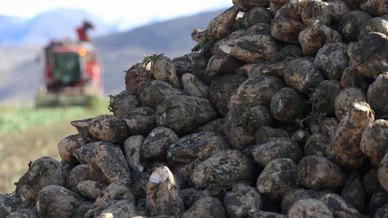 Erzurum'da şeker pancarının ekim alanı yaklaşık yüzde 40 arttı
