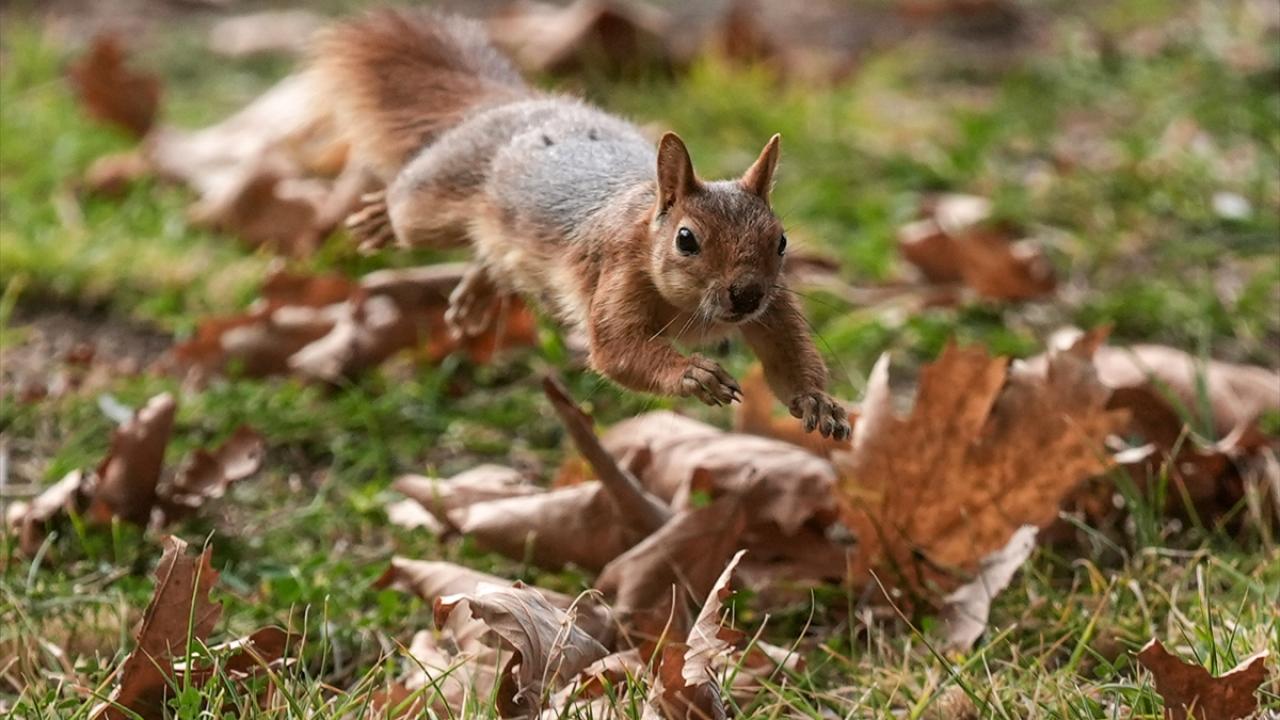 Sincapların sonbahar keyfi