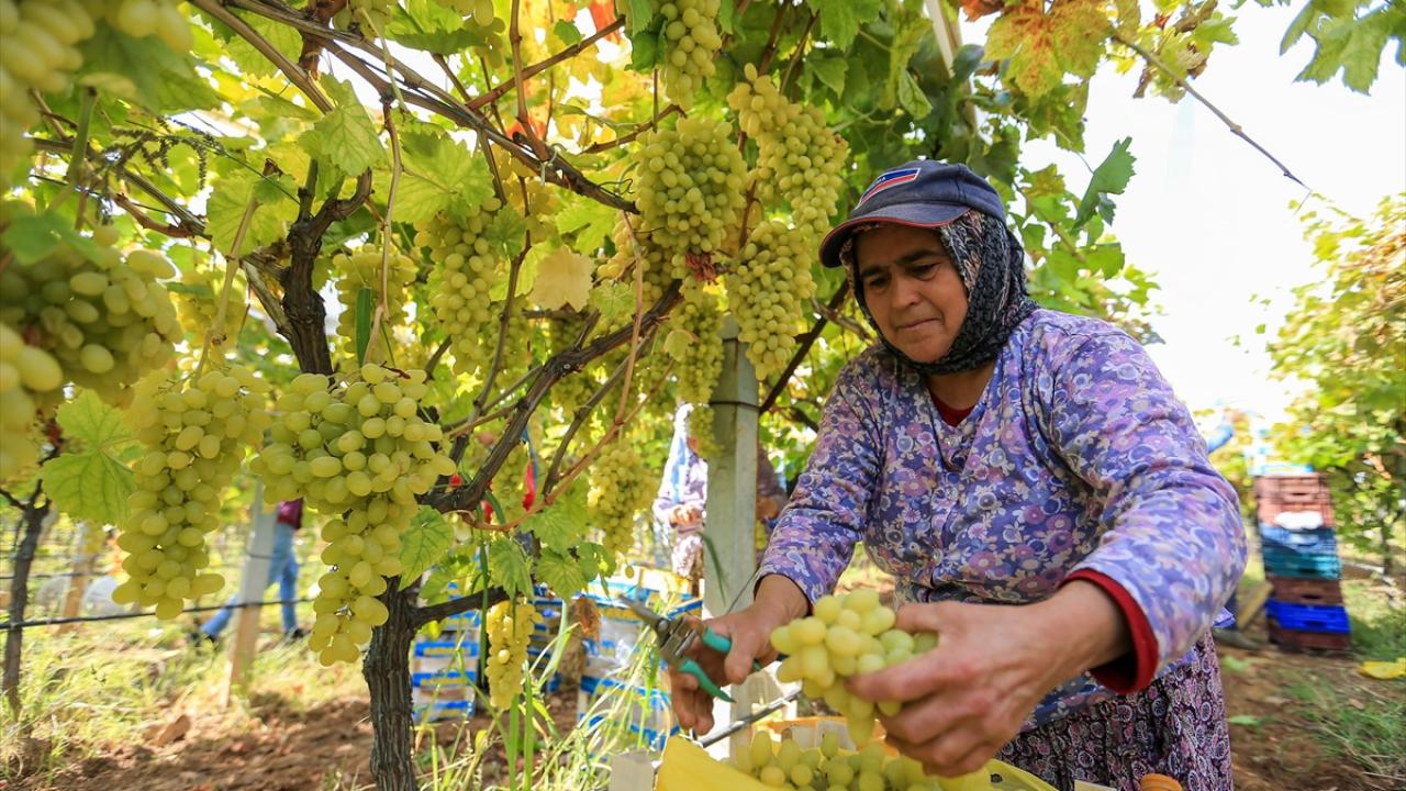 Sofralık üzümün üretim merkezinde verim ve kalite sevinci