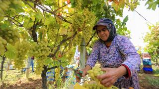 Sofralık üzümün üretim merkezinde verim ve kalite sevinci