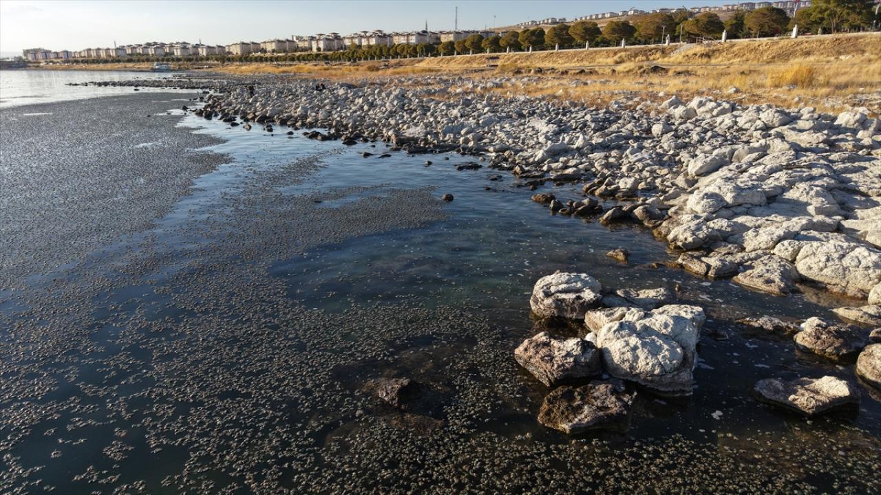 Van Gölü'nde kıyıya yakın bazı noktalarda yosun tabakası oluştu
