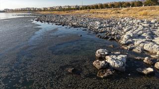 Van Gölü'nde kıyıya yakın bazı noktalarda yosun tabakası oluştu
