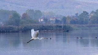 Yeniçağa Gölü Kuş Cenneti'nde sonbahar renkleri hakim oldu