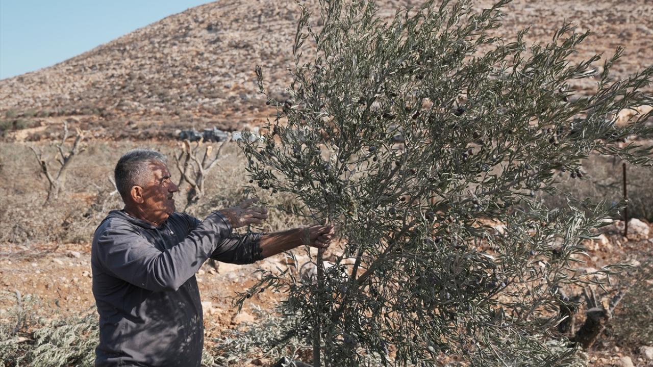 Filistinliler, İsrail silahlarının gölgesinde zeytin hasadı yapmaya çalışıyor