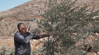 Filistinliler, İsrail silahlarının gölgesinde zeytin hasadı yapmaya çalışıyor