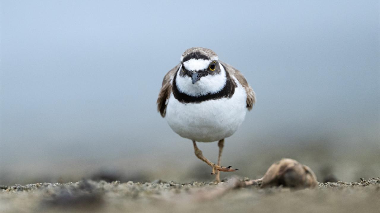 Halkalı küçük cılıbıt 