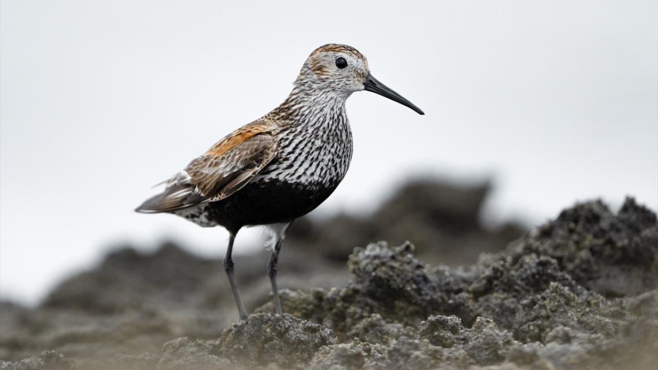 Kara karınlı kumkuşu