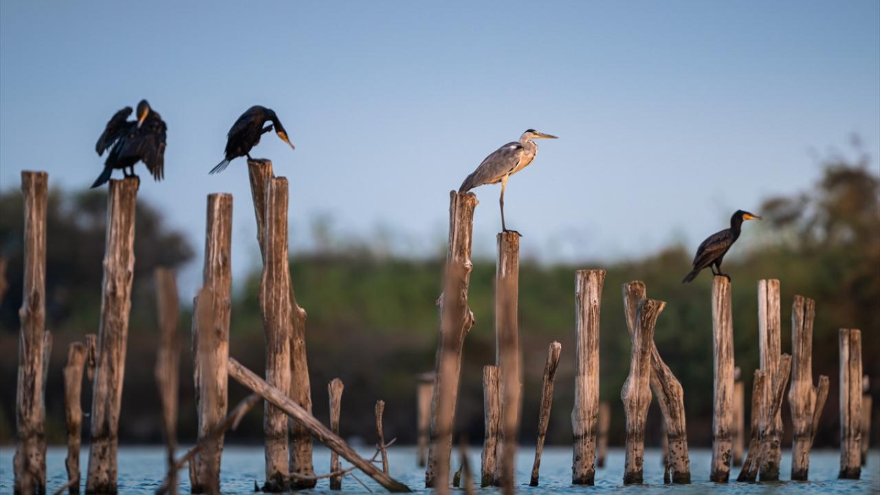 Gri balıkçıl ve karabataklar