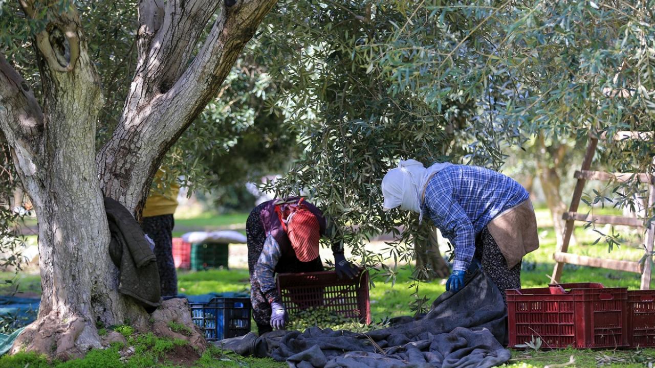 "Türkiye sofralık zeytinde dünya sıralamasında en öne gelecek"