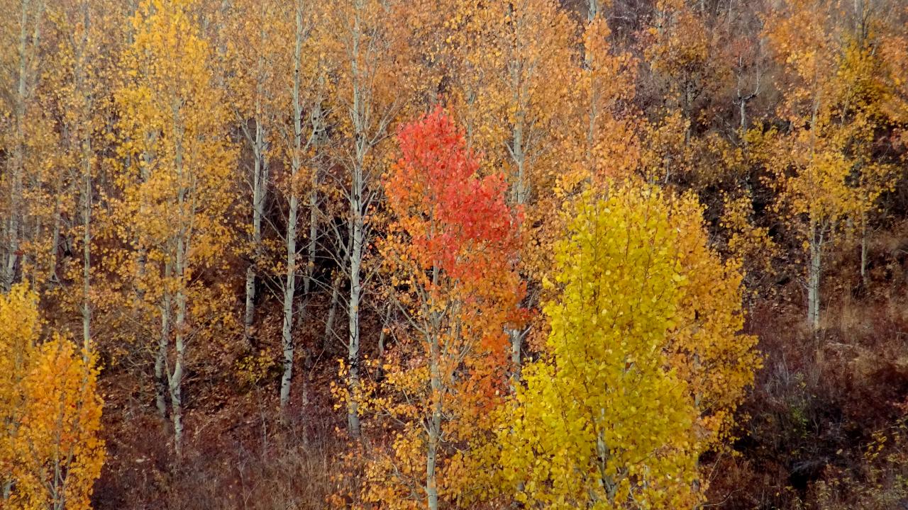 Kars'ta sonbaharın son güzellikleri yaşanıyor