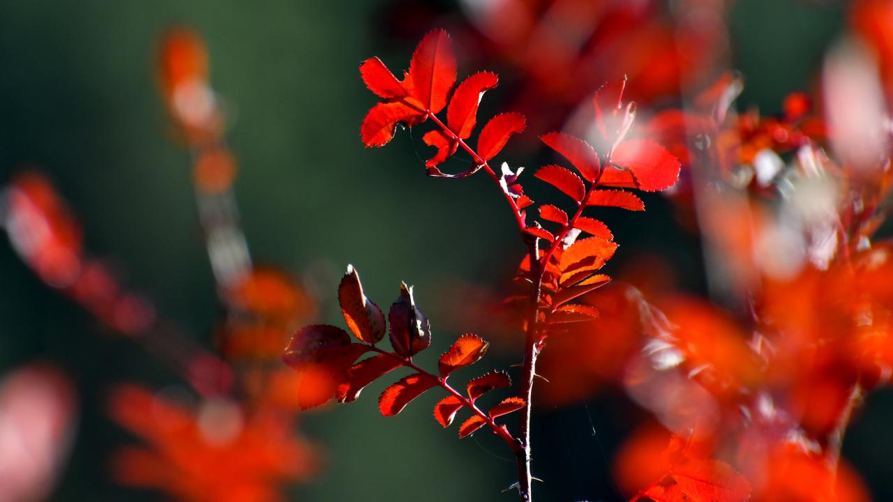 Kars'ta sonbaharın son güzellikleri yaşanıyor