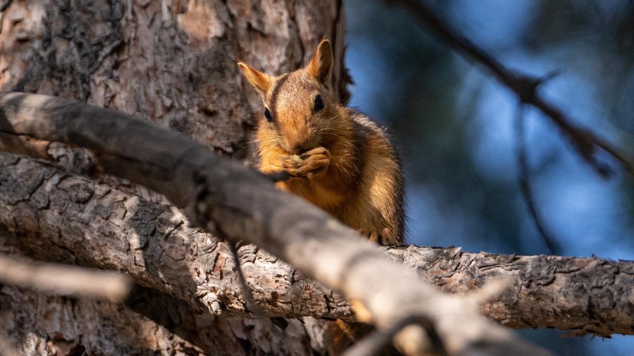 Seğmenler Parkı'nın sevimli sakinleri