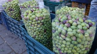 Edremit Körfezi'nde "kırma zeytin" mesaisi başladı