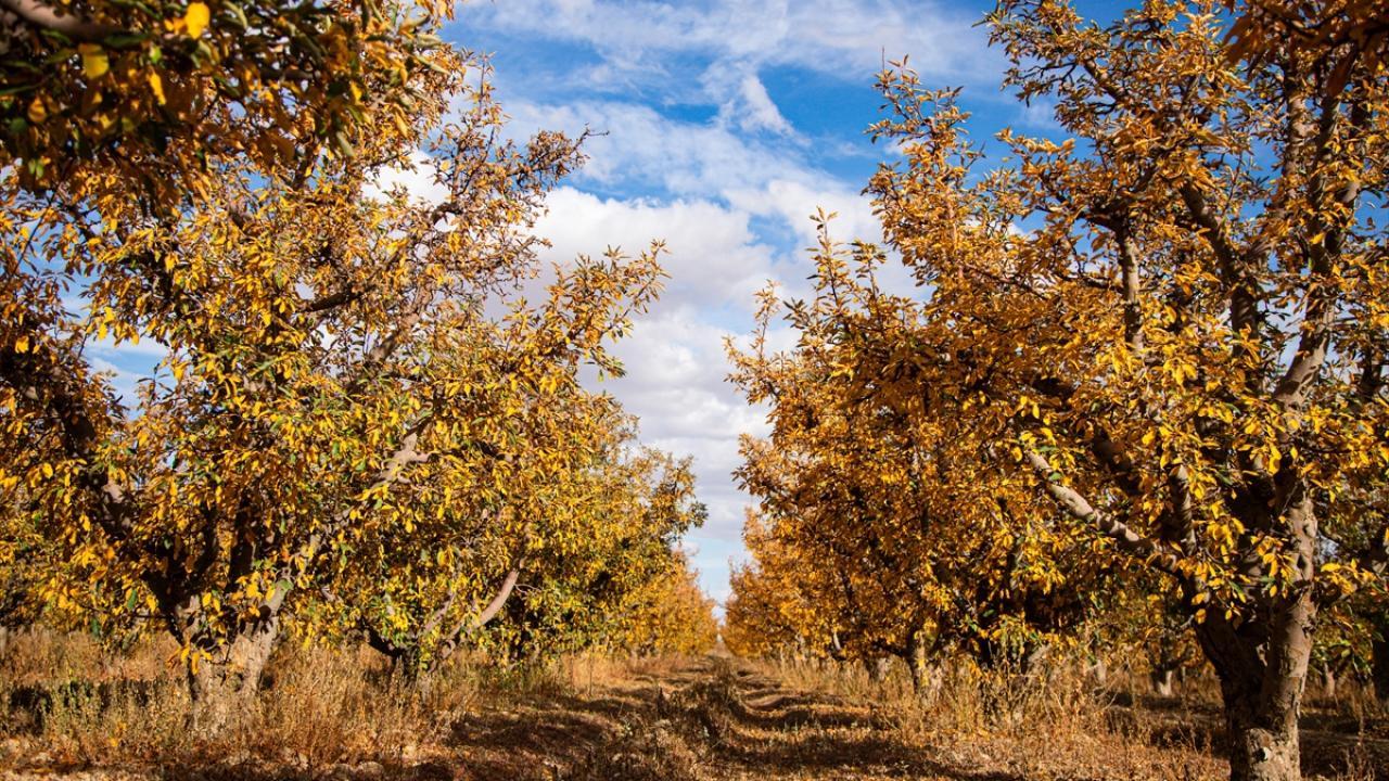 Karaman'da elma bahçeleri sonbaharın renklerine büründü
