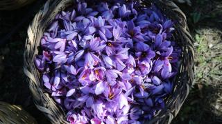 Karabük'te ekilen "mucize bitki" safranın hasadı sürüyor