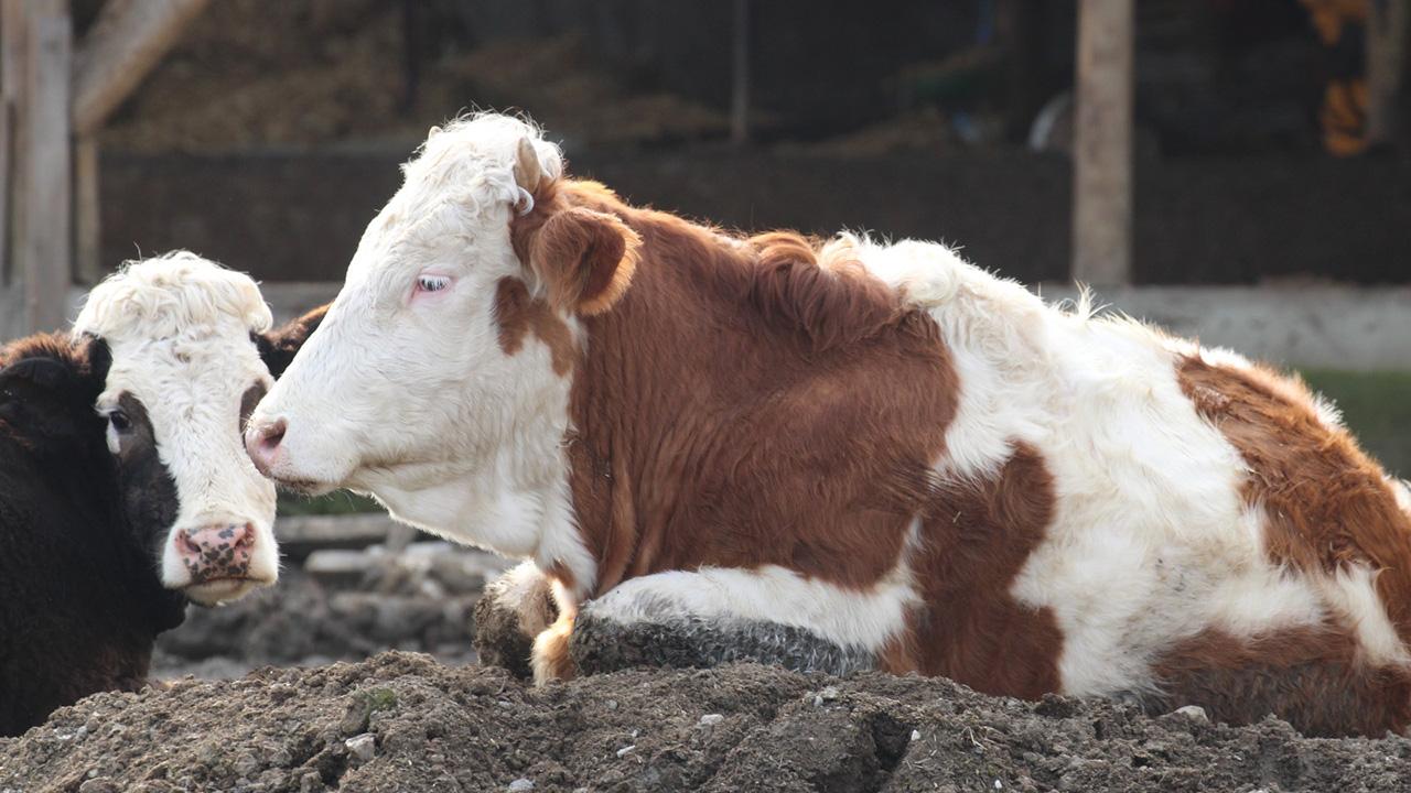 Bolu'da şap alarmı: 18 köy ile 4 mahalle karantinada