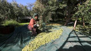 Sofralık zeytin "yok yılı"nda kalitesiyle sevindirdi
