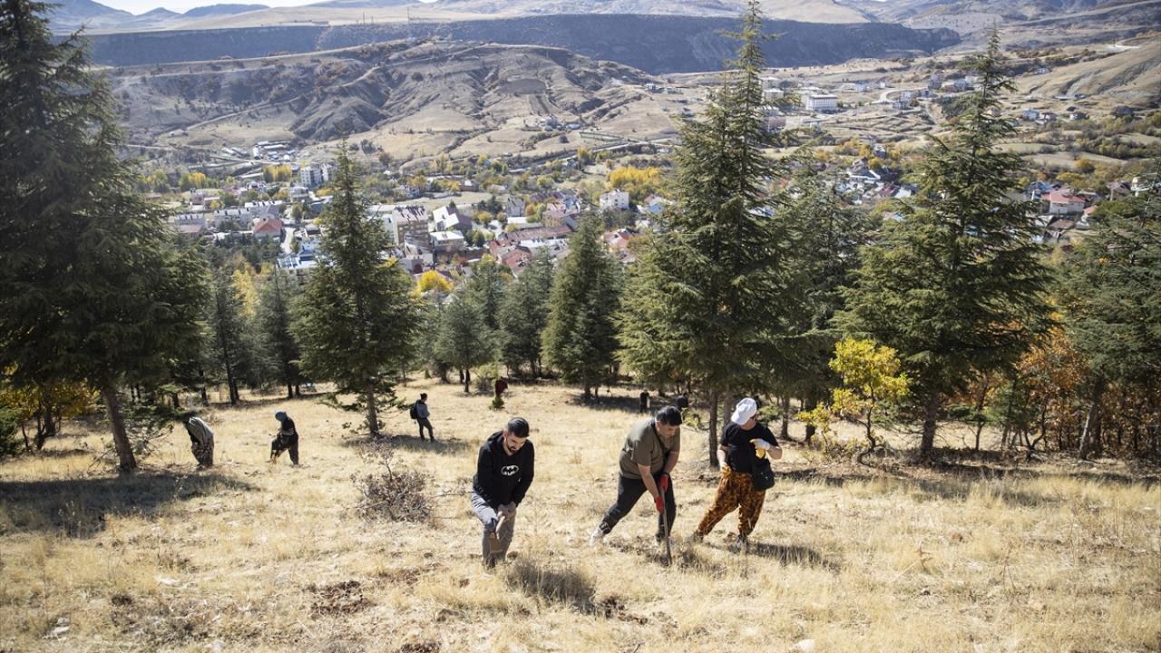 Doğa tutkunları, Tunceli'nin kıraç topraklarını meşe palamuduyla buluşturuyor
