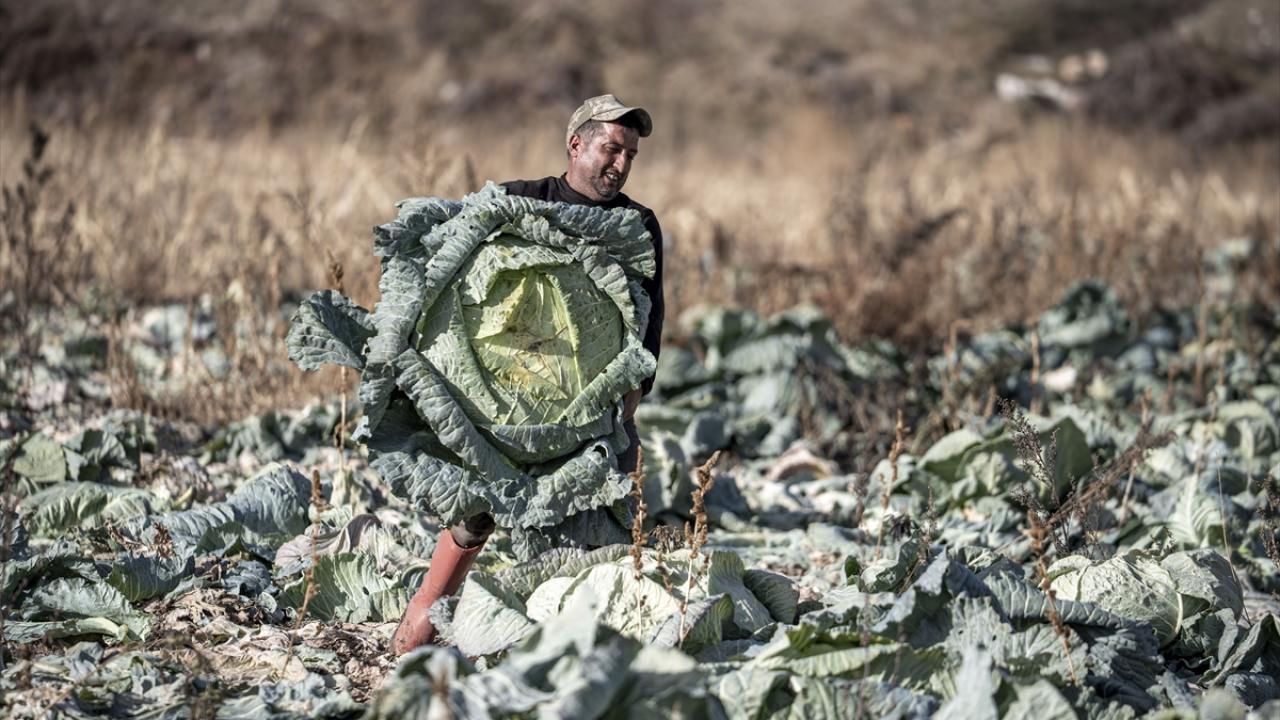 Kaliteli toprak, ata tohumu ve titiz bakım verimi artırıyor